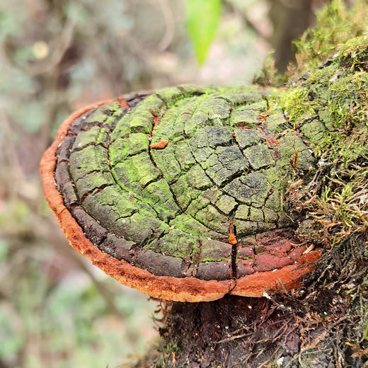 【西藏野生桑树桑黄】正宗桑树桑黄100g装 商品图1