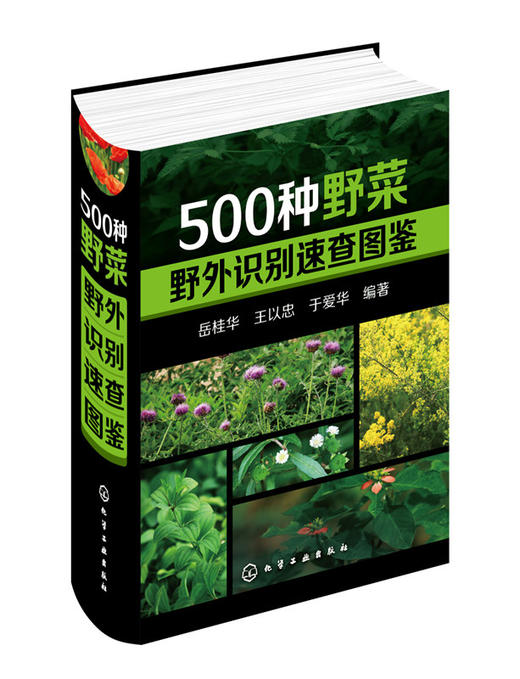 500种野菜野外识别速查图鉴  王以忠 于爱华中医养生保健书籍大全自然科学 生物科学 植物学健康饮食养生食谱书畅销 商品图0