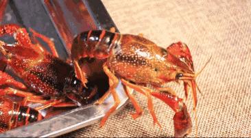 鲜活小龙虾（4-6钱/只，青虾） 500g±50g  【BC】【MHY】 商品图2