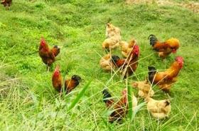 农户散养土老鸡（2.5 斤）一只