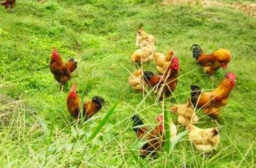 农户散养土老鸡（2.5 斤）一只 商品图0