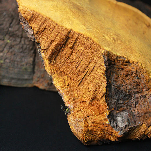 【西藏野生桑树桑黄】正宗桑树桑黄100g装 商品图4