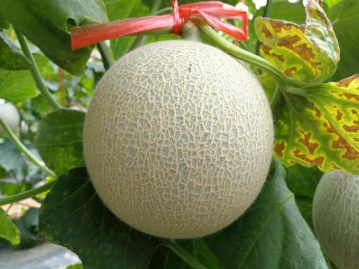 洛嘉生态网纹瓜2个，净重4.8斤 商品图4