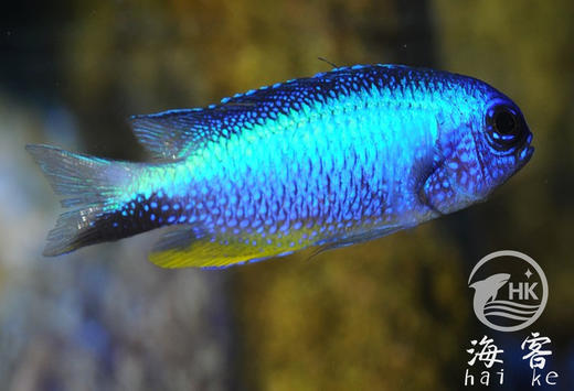 子弹么 商品图1