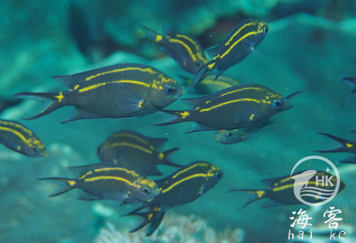 黄线青么 商品图4