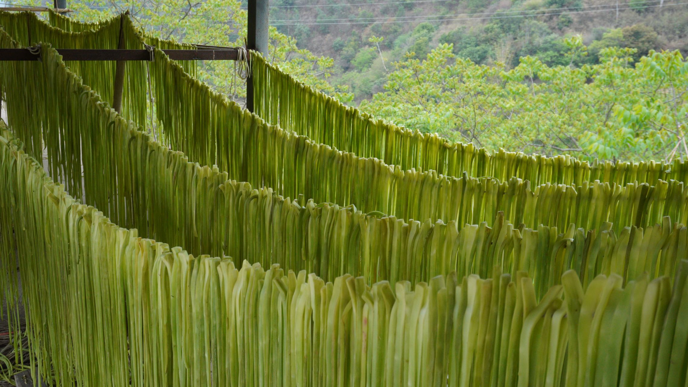 云南洱源干贡菜味甘鲜美爽口清脆泡发率高别名苔干响菜贡菜山蜇菜