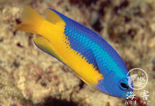 蓝天堂 商品图1