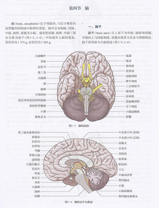预售 现代颅脑损伤学 涵盖颅脑损伤的解剖和生理等 颅脑损伤临床诊治工具书 江基尧 高国一 主编 9787547853993上海科学技术出版社 商品图4
