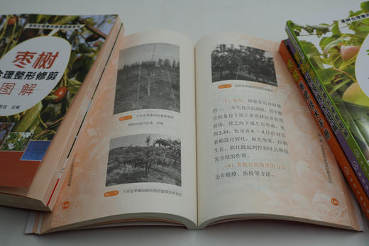 果树合理整形修剪图解系列 苹果树合理整形修剪图解 本书以图文并茂的方式介绍果树整形修剪的基础 注重实用性文字言简意赅通俗易 商品图2