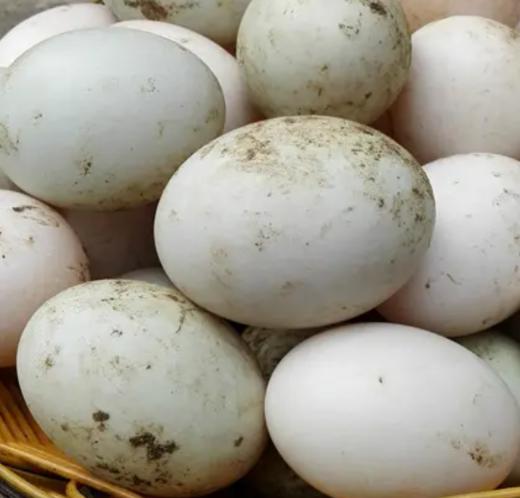 【现货】灰汤鸭  温泉活水散养，零饲料 肉质紧实 味道丰腴 绿色喂养 纯鸭子无内脏 生鲜下单后不接受退款因为已经报单产地，不能接受的不要拍，谢谢理解！ 商品图5