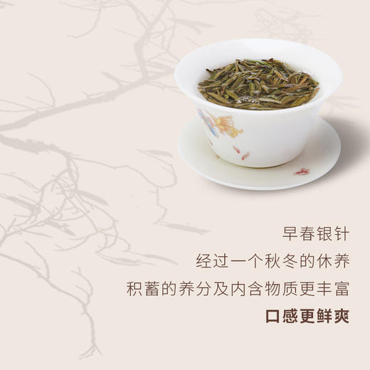 祥源茶 白茶 2022年早春特级  白毫银针  礼盒 500g 商品图2