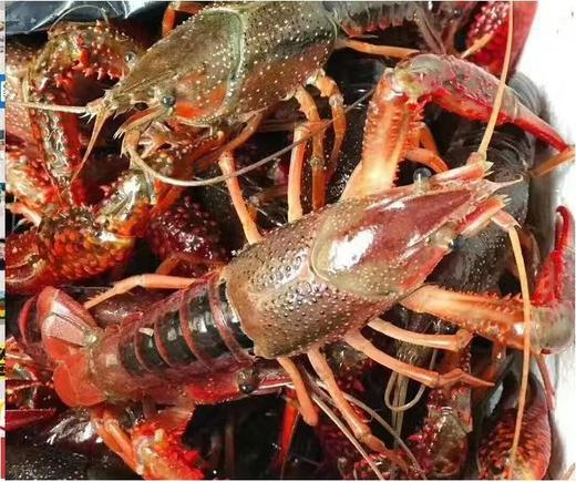 鲜活小龙虾（4-6钱/只，青虾） 500g±50g  【BC】【MHY】 商品图0