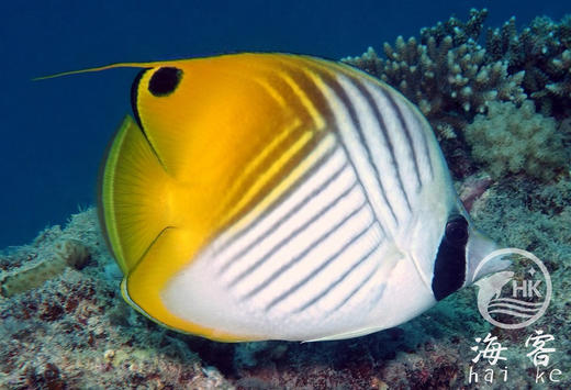 人字蝶 商品图3