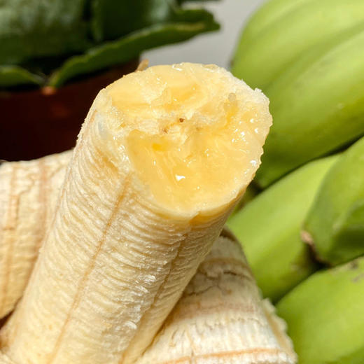 云南威尼斯香蕉  自然成熟  香甜软糯  果质细腻 现摘现发原生态 老人小孩放心吃 收货后需催熟3-5天 商品图1