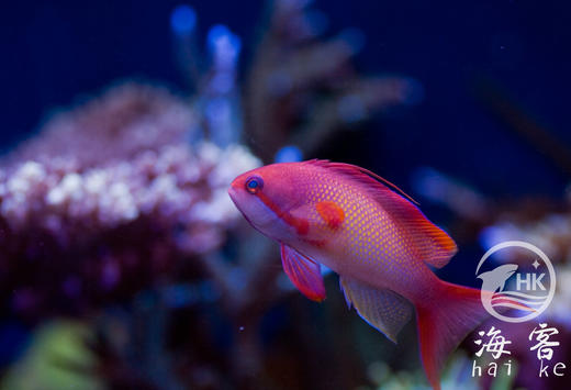 蓝眼宝石（公） 商品图1