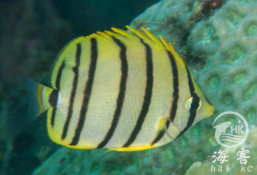 八间蝶 商品图4