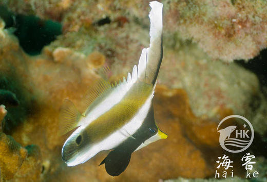 南洋关刀 商品图3