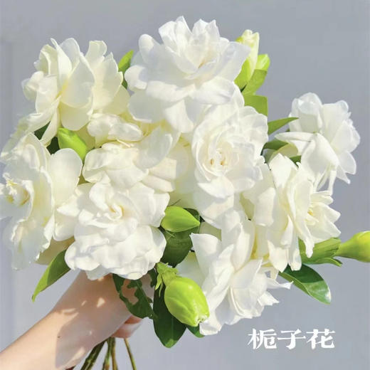 大自然香水重瓣栀子花一扎热卖 商品图1