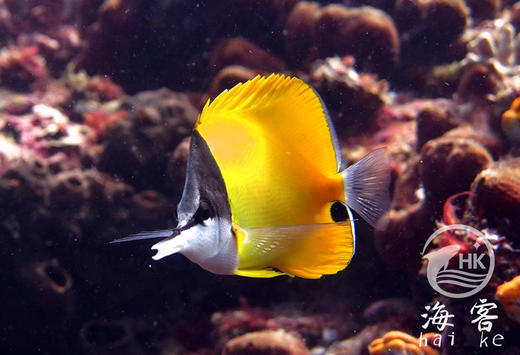 黄火箭 商品图2