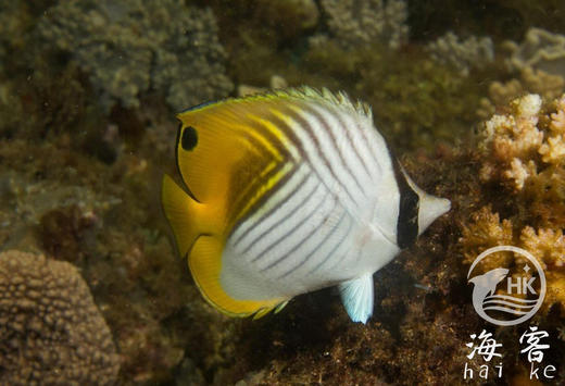 人字蝶 商品图1