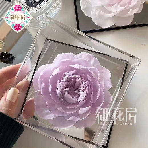 芍药公主  · 永生花 商品图0