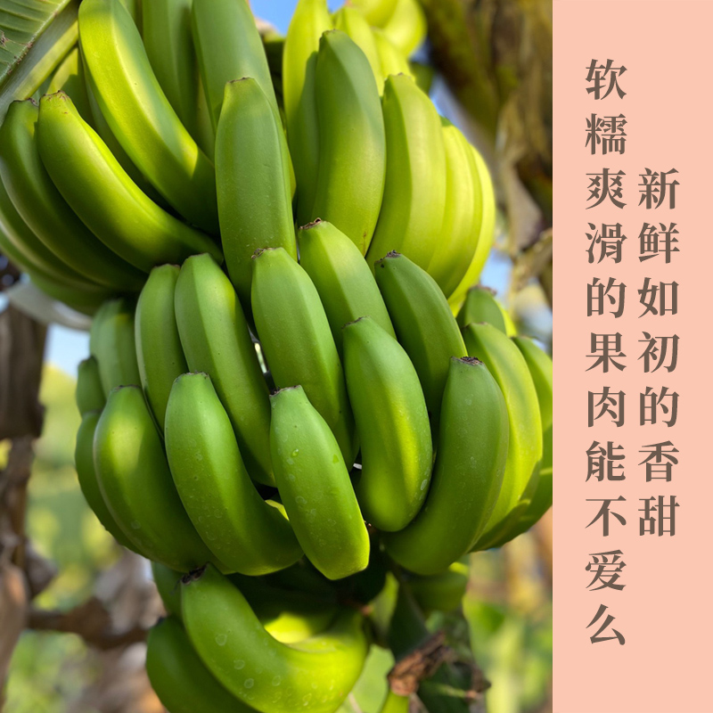 云南威尼斯香蕉  自然成熟  香甜软糯  果质细腻 现摘现发原生态 老人小孩放心吃 收货后需催熟3-5天