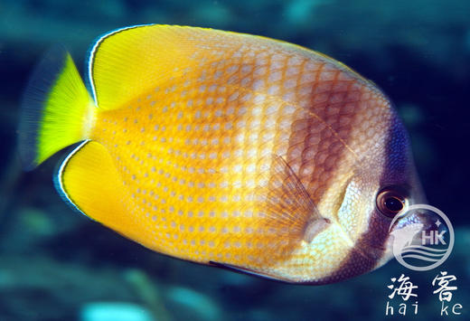 蓝头蝶 商品图1