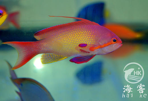 蓝眼宝石（公） 商品图2