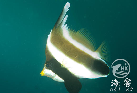 南洋关刀 商品图4