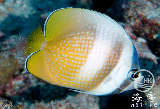 蓝头蝶 商品图4