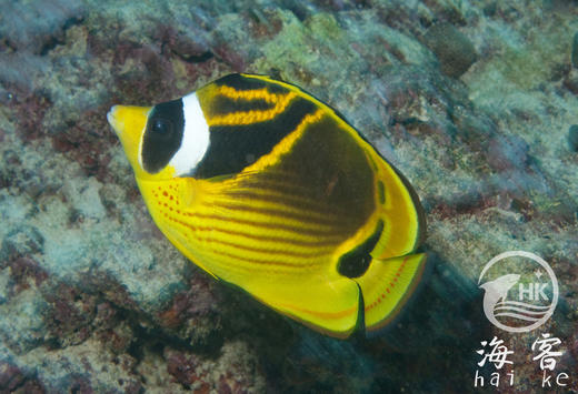 月眉蝶 商品图3