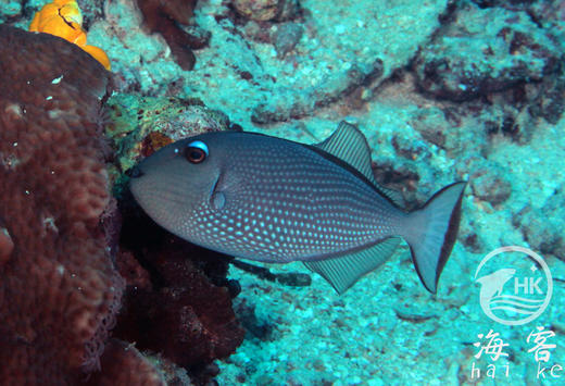 蓝面炮弹（母） 商品图2