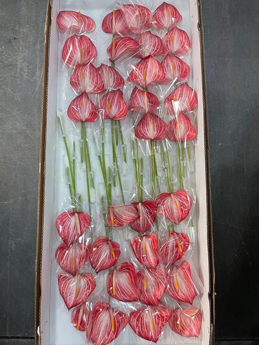 【绿光彩掌】普拉提   约30公分 商品图4