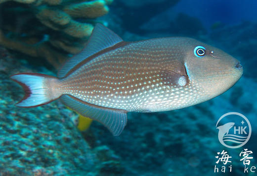 蓝面炮弹（母） 商品图1