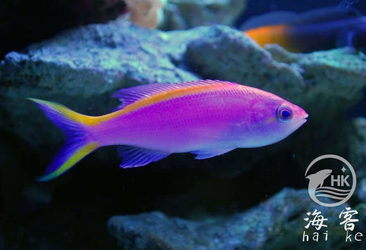 紫后（母） 商品图1