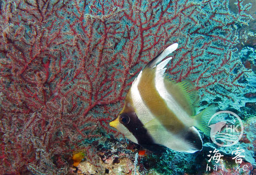 南洋关刀 商品图2