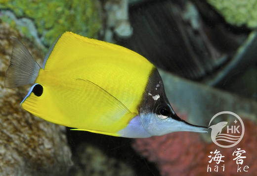 黄火箭 商品图3