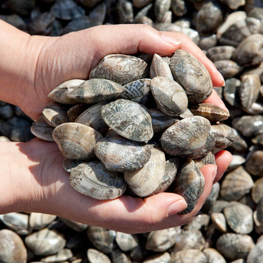 【鲜活】大花蚬子 1斤32-35粒左右（送货路上不保活）  商品图1
