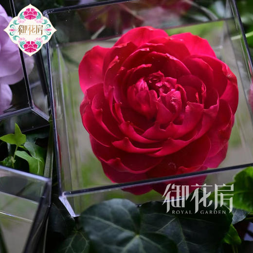 芍药公主  · 永生花 商品图1