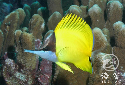 黄火箭 商品图5