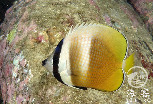 蓝头蝶 商品图5