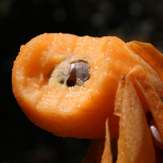 米易五星枇杷，果肉细腻，个大饱满，皮薄肉厚，清甜多汁 商品图1