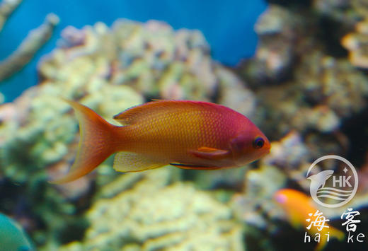 蓝眼宝石（公） 商品图3