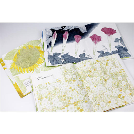 一粒种子的旅程 蒲公英牵牛花向日葵全3册 精装绘本儿童绘本幼儿园3-6-8周岁科普百科宝宝睡前阅读启蒙认知 荒井真纪 新星出版社 商品图3