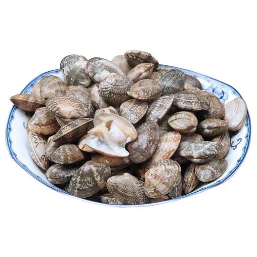 【鲜活】小花蚬子 1斤75-85粒左右（送货路上不保活） 商品图0