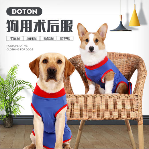 狗狗绝育手术恢复衣服狗术后服护理衣服防舔宠物狗狗衣服款绝育服 商品图0