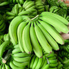 云南威尼斯香蕉  自然成熟  香甜软糯  果质细腻 现摘现发原生态 老人小孩放心吃 收货后需催熟3-5天 商品缩略图5