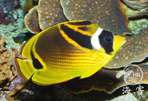 月眉蝶 商品图4