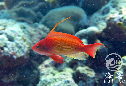 蓝眼宝石（公） 商品图0