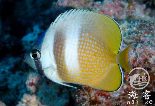 蓝头蝶 商品图3